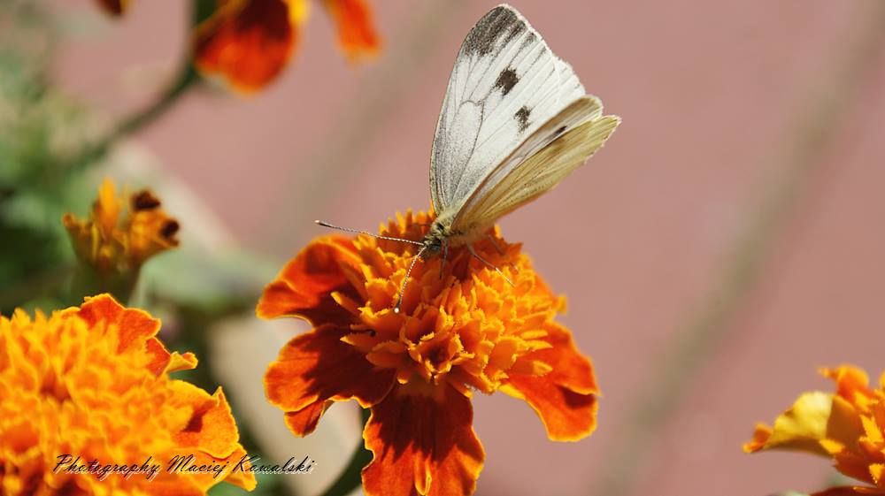 Czarny bezDSC02868